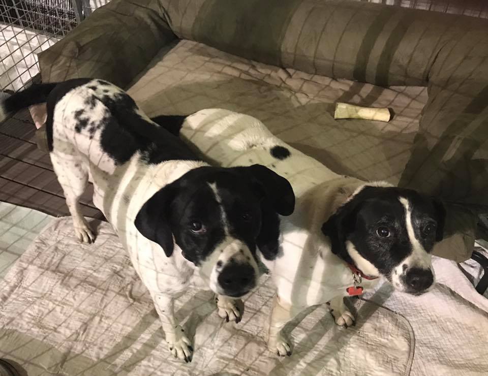 Cane Rosso opens Dallas Cowboysinspired Frisco location DallasFoodNerd